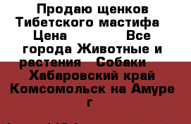 Продаю щенков Тибетского мастифа › Цена ­ 45 000 - Все города Животные и растения » Собаки   . Хабаровский край,Комсомольск-на-Амуре г.